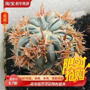 凌波刺缀，已发根仙人球落地株植物潮流多肉一物一拍1/27