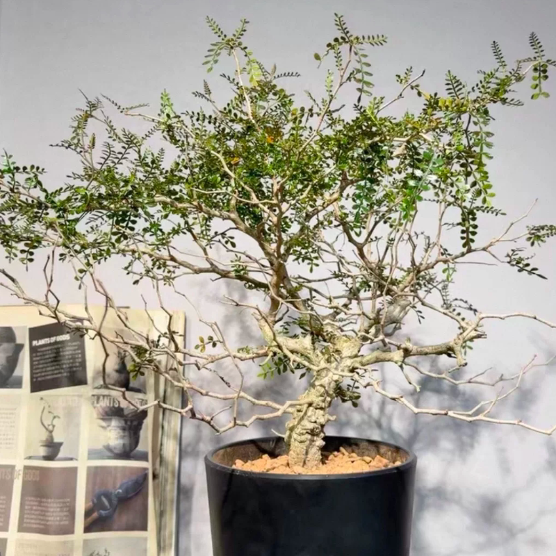 实生象足漆树,块根妖娆风吹式造型矮霸株3.2CM一物一拍多肉4/10