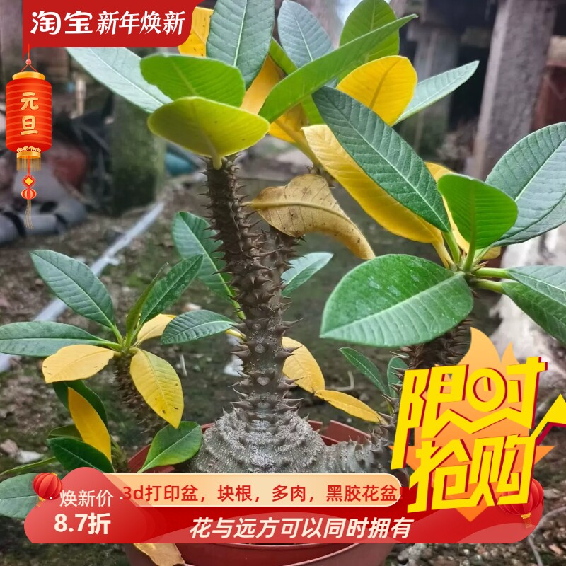 温莎瓶干肚子超圆棒棰树属矮霸款块稀有品多肉一物一拍包邮10/30