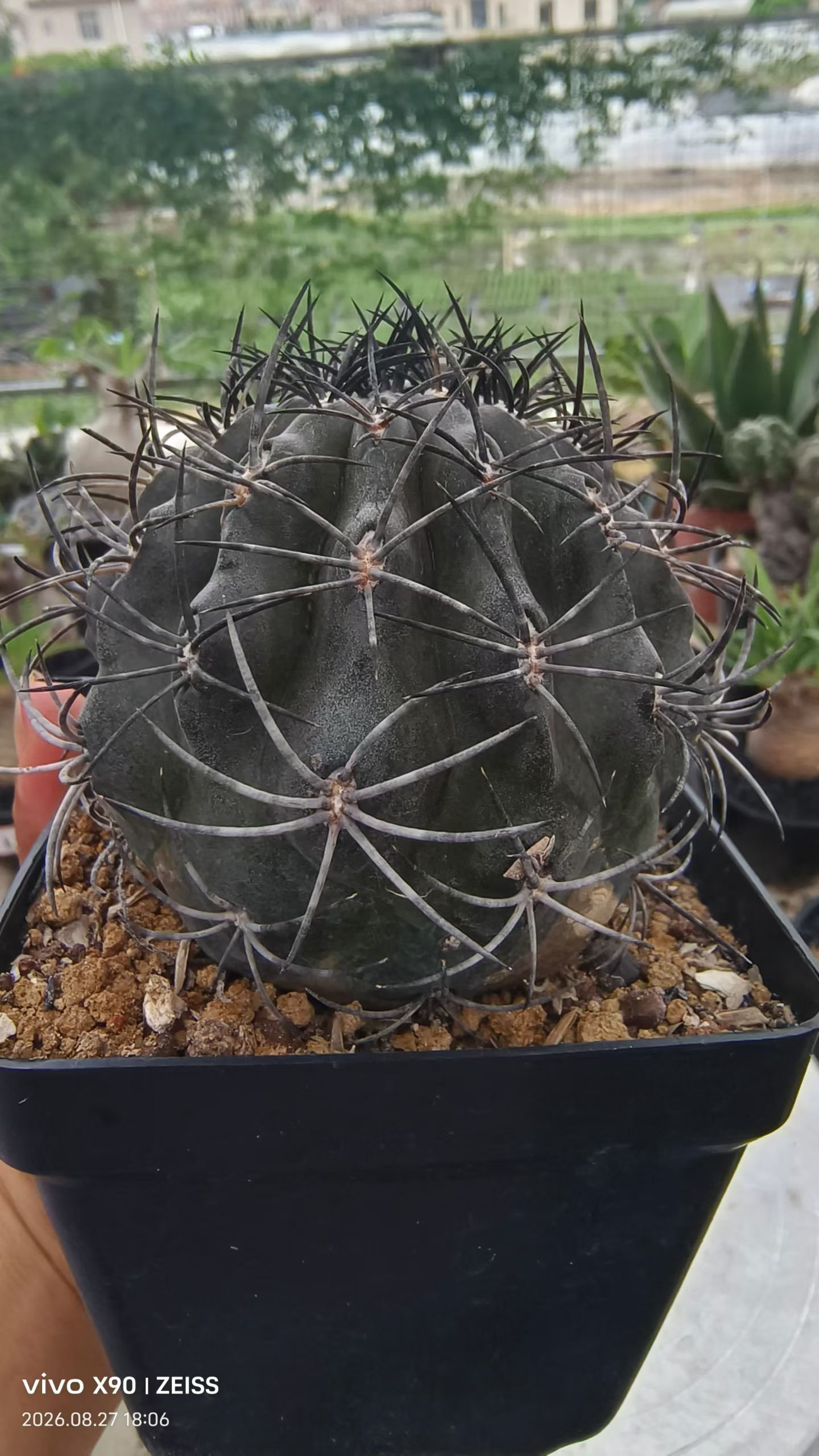 碳黑刺栗星玉。自根株仙人球 植物室内盆栽多肉一物一拍包邮8/28