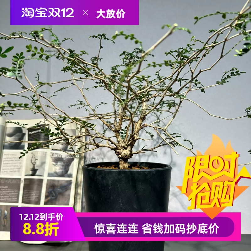 象足漆树大圆肚子爆疣潮流块根一物一拍仙人球多肉包邮12/7