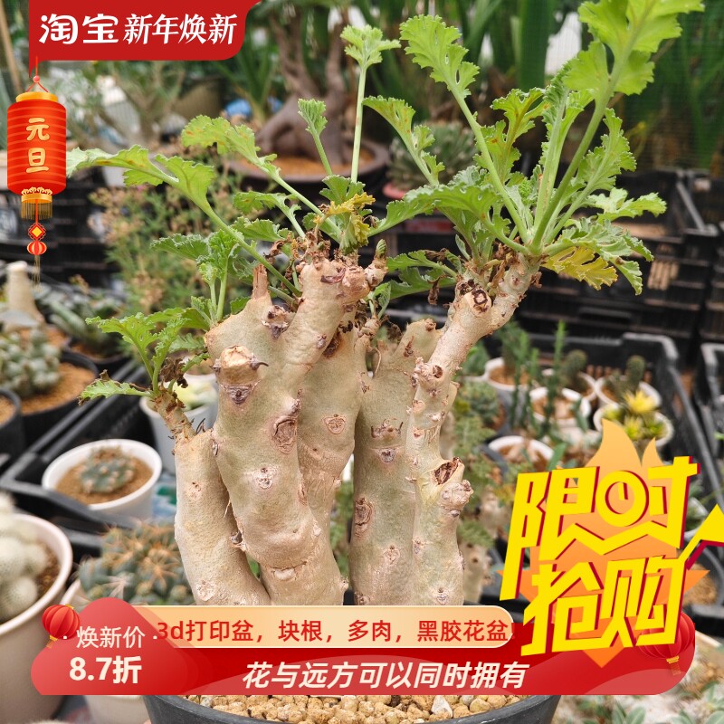 白皮香水洋葵群生品相很好潮流懒人块根植物一物一拍包邮7/2