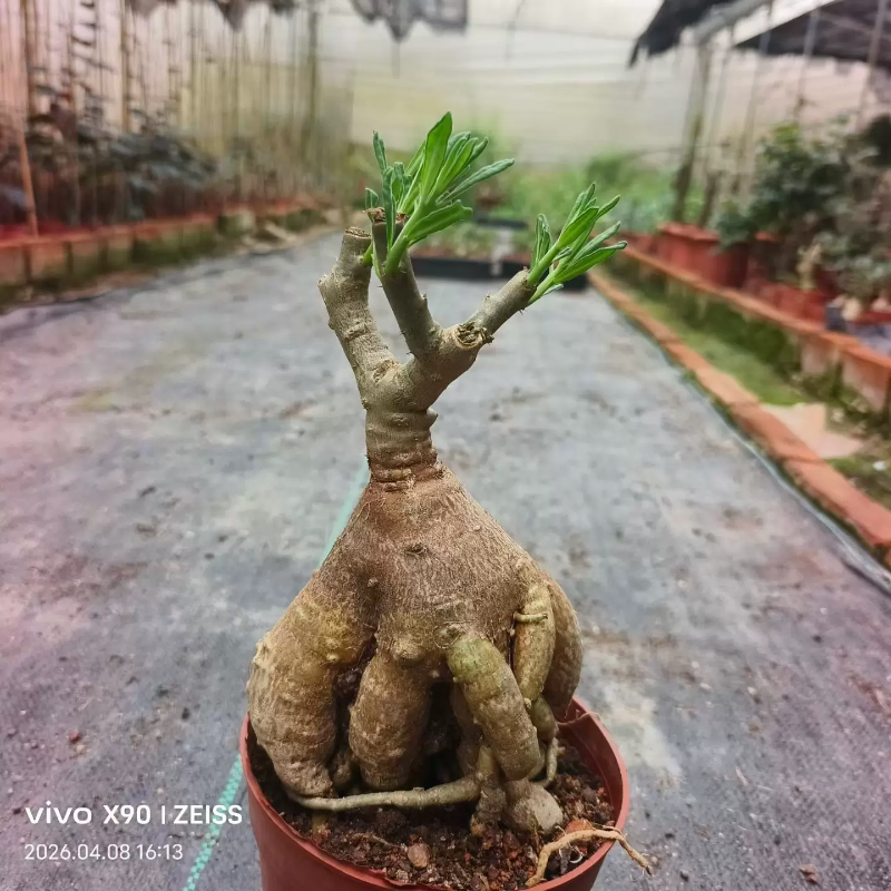 盘根造型天马空，棒槌属块根植物懒人室内盆栽一物一拍多肉4/10