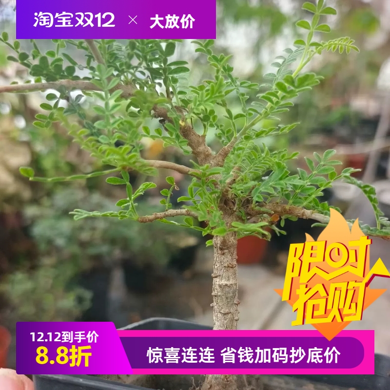 实组织冠漆树，粗杆子。爆瘤株块根超值价多肉一物一拍包邮10/27