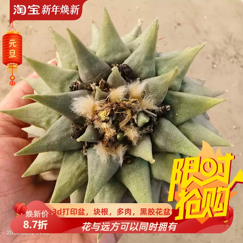 实生三角牡丹。老球岩牡丹属懒人仙人球桌面沙生绿植一物一拍2/11