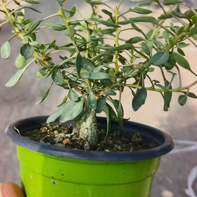 实生观峰玉小苗.肚子蛮肥块根带盆发货稀有沙生绿植一物一拍3/13