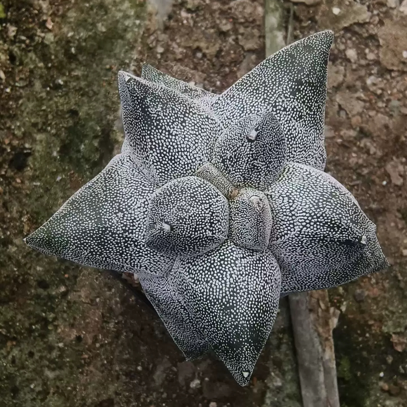 白鲨角疣鸾凤玉侧芽株大疣星球属仙人球稀有沙生绿植一物一拍2/26