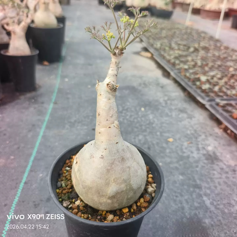 索马里碎叶葡萄翁原地熟桩仙人球新奇多肉带盆发一物一拍4/22