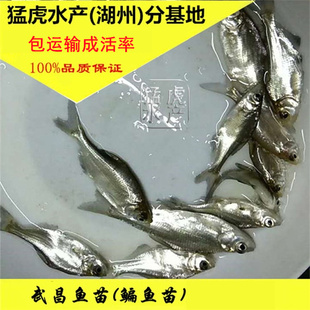 优质大武昌鱼苗鳊鱼边鱼苗三角鲂鱼苗团头鲂淡水养殖食用小型冷水
