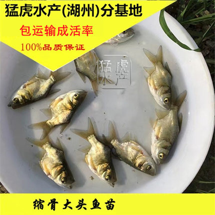 优质缩骨大头鱼苗花鲢仙骨鲢鳙养殖观赏食用淡水活体食用好养活鱼