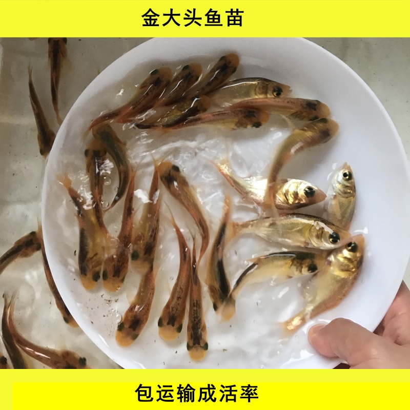 金大头鱼苗淡水金鳙观赏易活食用
