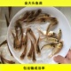 优质金大头苗淡水鱼苗金鳙鱼红鲢鱼活体食用金色花鲢鱼观赏养殖易