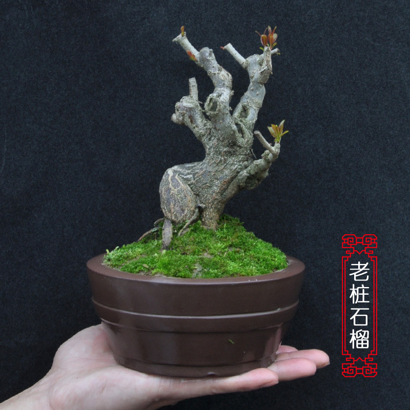 千木日本石榴盆景盆栽开花小叶果石榴桌面微型盆景小老桩精品石榴
