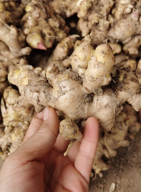 新鲜姜新上市新鲜非老姜少量泥土不洗不泡药水自然健康