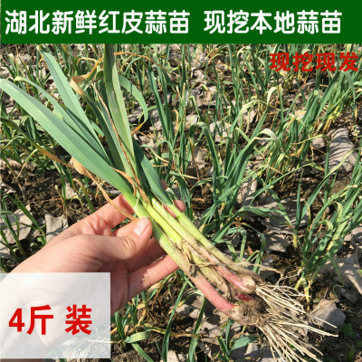 农家自种红皮小蒜苗新鲜