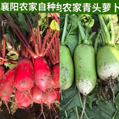 红萝卜+青头萝卜共五斤各一半 可备注重量