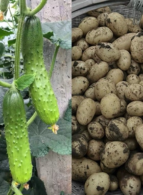 小黄瓜+黄心土豆组合共五斤发货