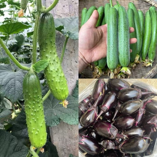 小黄瓜+小茄子+嫩丝瓜重量均分共五斤