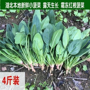湖北襄阳霜冻小菠菜菠菜新鲜土菠菜带根发货