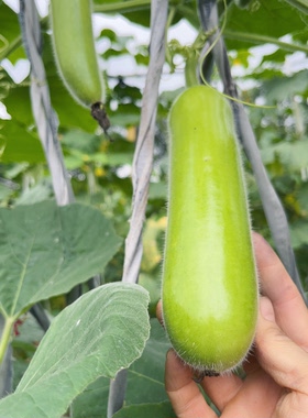 菜园露天新鲜瓠子蔬菜蒲瓜胡瓜瓠瓜/3/5斤农家现摘