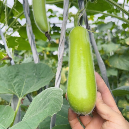 菜园露天新鲜瓠子蔬菜蒲瓜胡瓜瓠瓜/3/5斤农家现摘