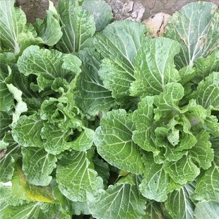 不包心青叶霜冻普拉颗小白菜