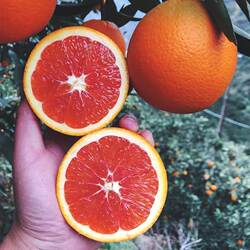 宜昌中华红橙新鲜橙子新鲜上市橙子现摘5/10斤净重