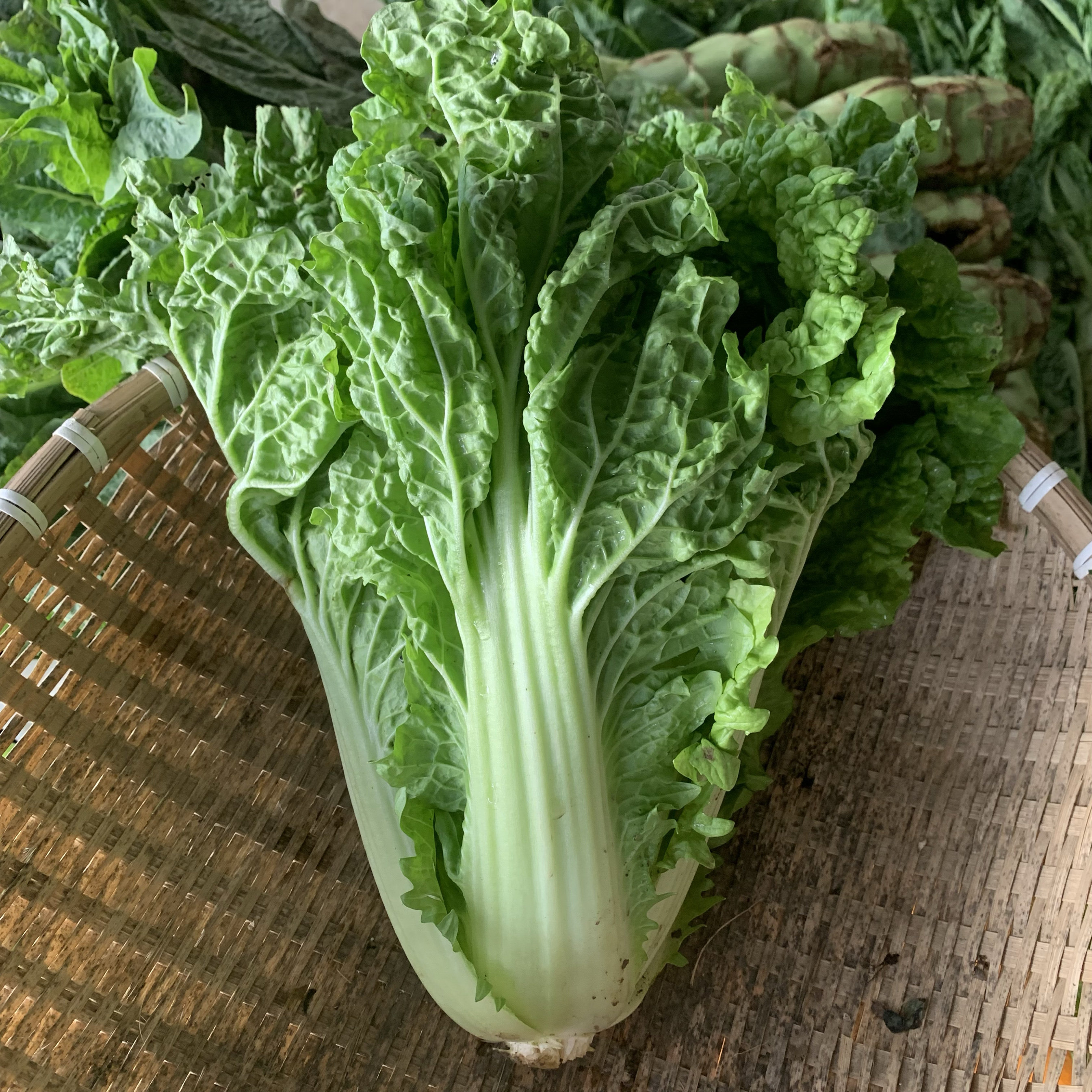 散叶白菜新鲜毛白菜本地青菜绿叶菜白菜新鲜软叶白菜新鲜青白菜