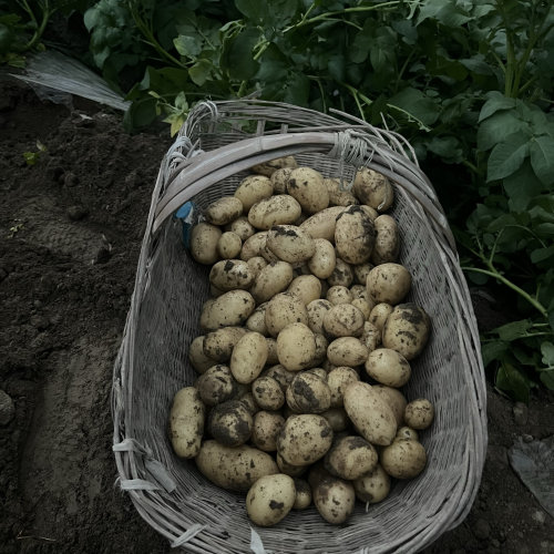 新土豆自家种黄心土豆上市 现挖现发
