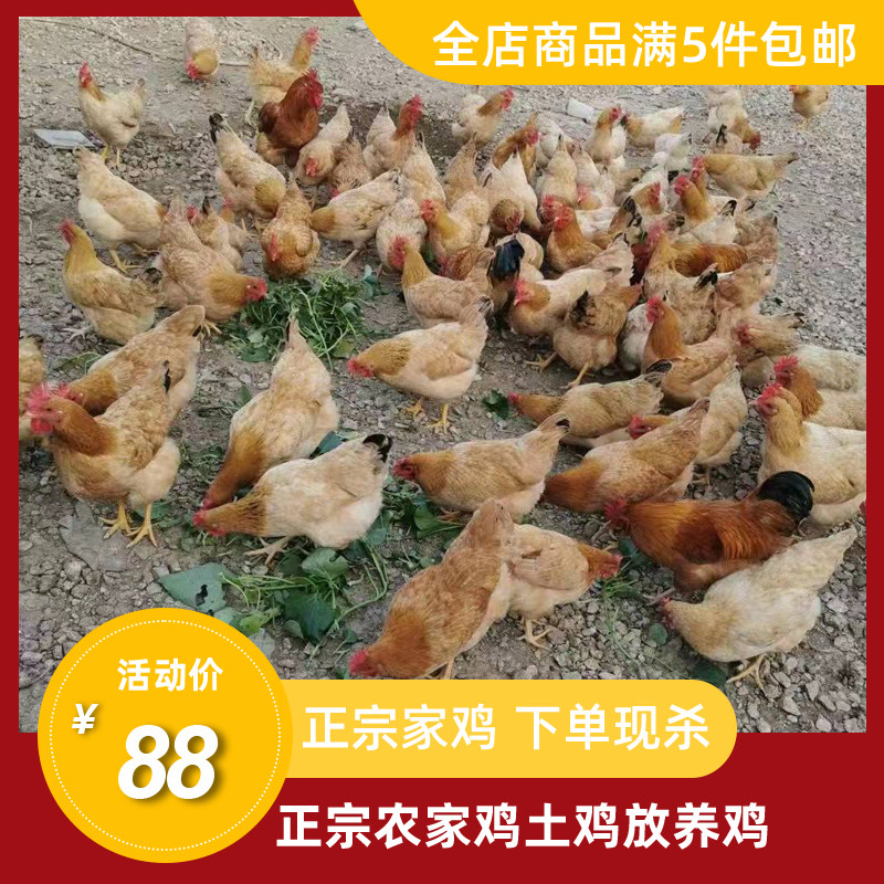 梅州大埔正宗土鸡农家鸡放养走地其它