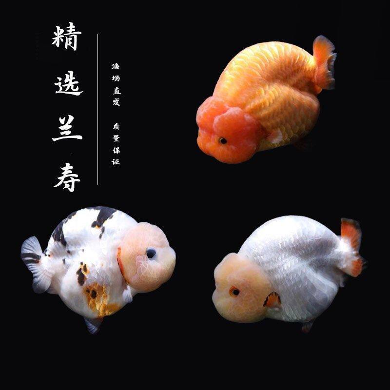 精品兰寿鸿运当头金鱼耐活小型鱼