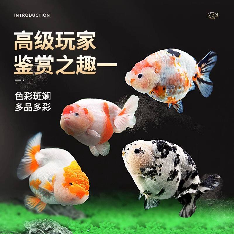 兰寿金鱼好养耐活奶牛国粹金鱼观赏鱼包活好养兰寿活鱼苗水墨玉兔