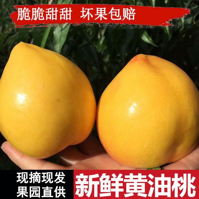 山东蒙阴黄肉油桃油桃
