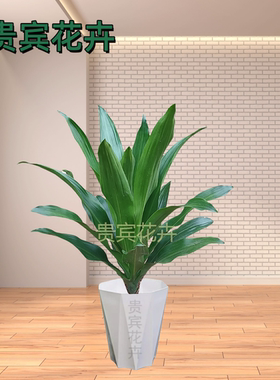 也门铁绿植花卉观叶植物四季常青室内客厅绿叶好养青叶室内植物