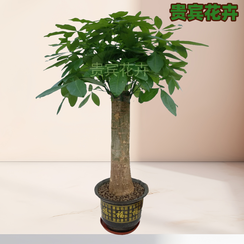 发财树办公室大粗杆大盆栽室内大型乔迁开业绿植客厅送礼盆景植物