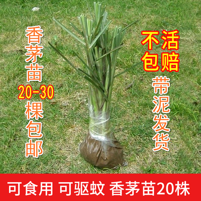 【包活】柠檬草香茅草苗种苗带泥土发货盆栽可反复收割约5-100棵
