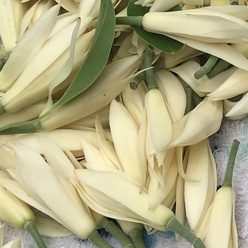 香香的缅桂花玉兰花鲜花