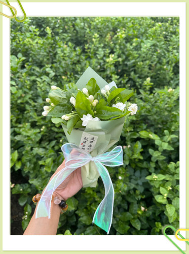 茉莉花鲜切花一扎 水培小花束浓郁香味白色花卉绿植插花室内空运