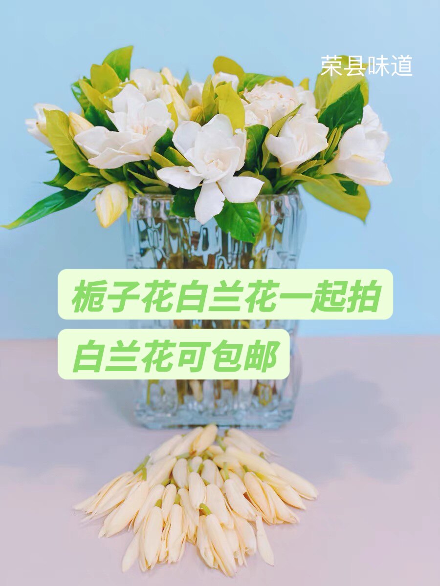 白兰花四川30朵现摘现发鲜花浓香型花卉黄果兰黄角兰缅桂花香氛
