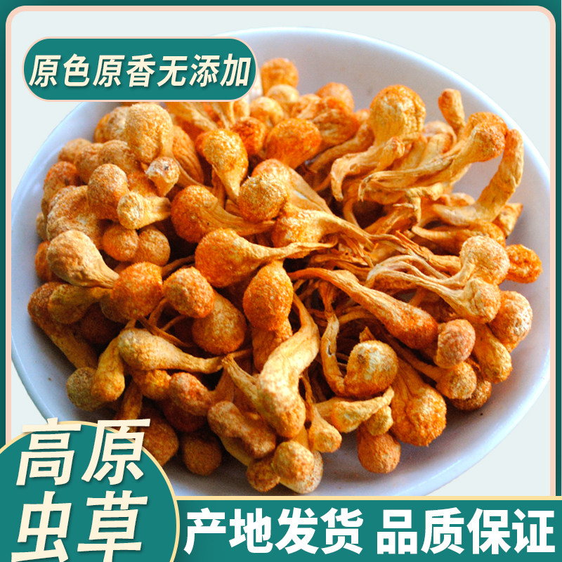 内蒙古虫草花干货500克煲汤材料