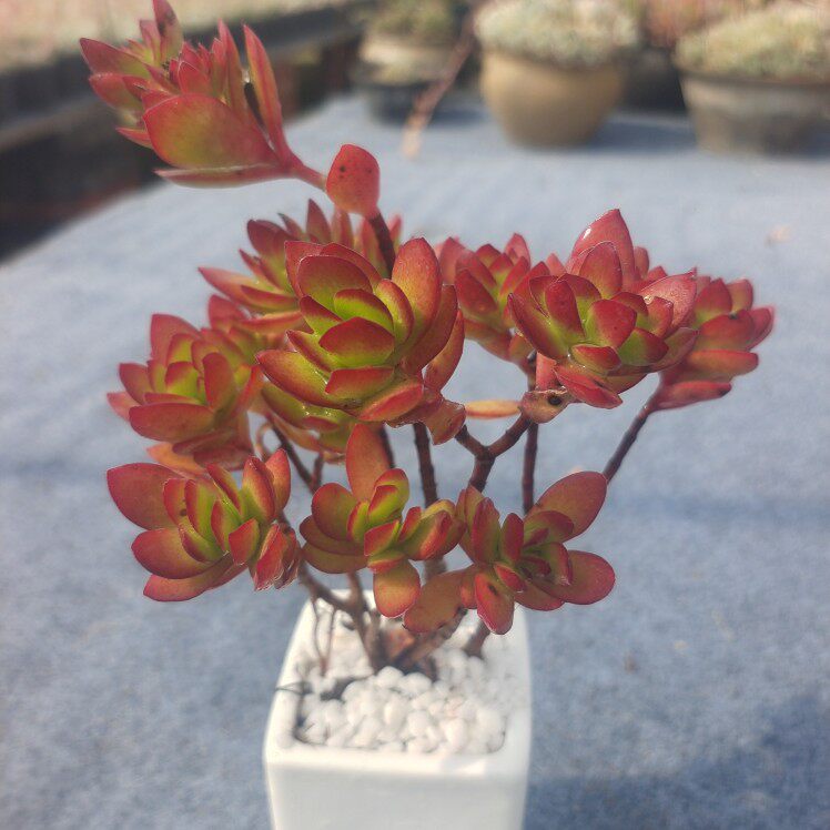 天狗之舞多肉植物老桩花卉办公室绿植美观净化空气