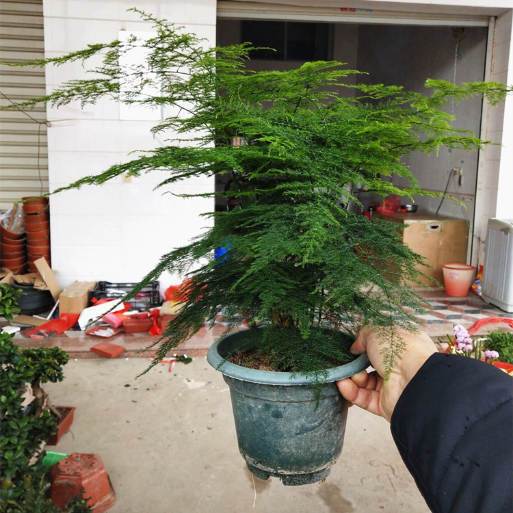 大文竹盆栽植物四季常青办公室内桌面绿植净化空气吸甲云竹盆景