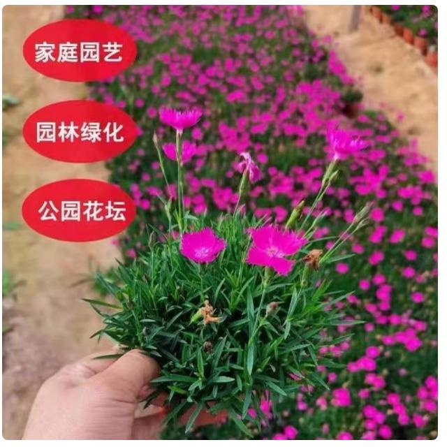 欧石竹花苗初吻草坪耐寒花苗花期长庭院盆栽带花苞绿化