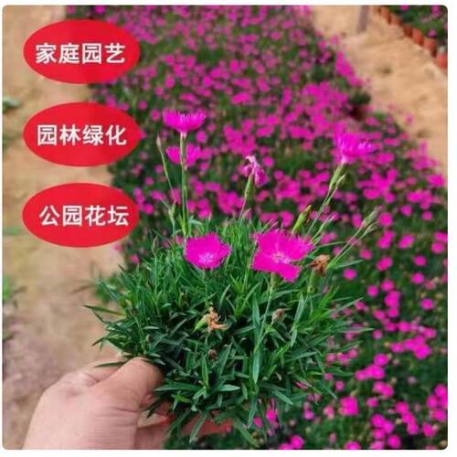 欧石竹耐寒花苗盆栽带花苞