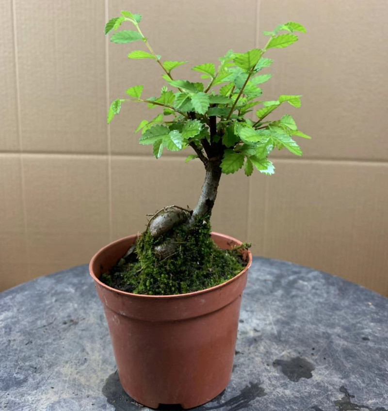 小叶榆树盆景 提根造型精品小品榆树 室内盆景四季常青微型小盆景