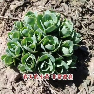 八宝景天盆栽蝎子草华丽三七花苗蚊虫叮咬止痒跌打损伤绿植多年生
