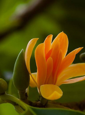 嫁接白兰花苗盆栽 黄兰花树苗黄桷兰黄缅桂 庭院四季绿植当年开花