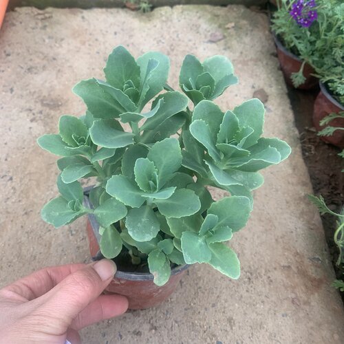 八宝景天蝎子草华丽三七