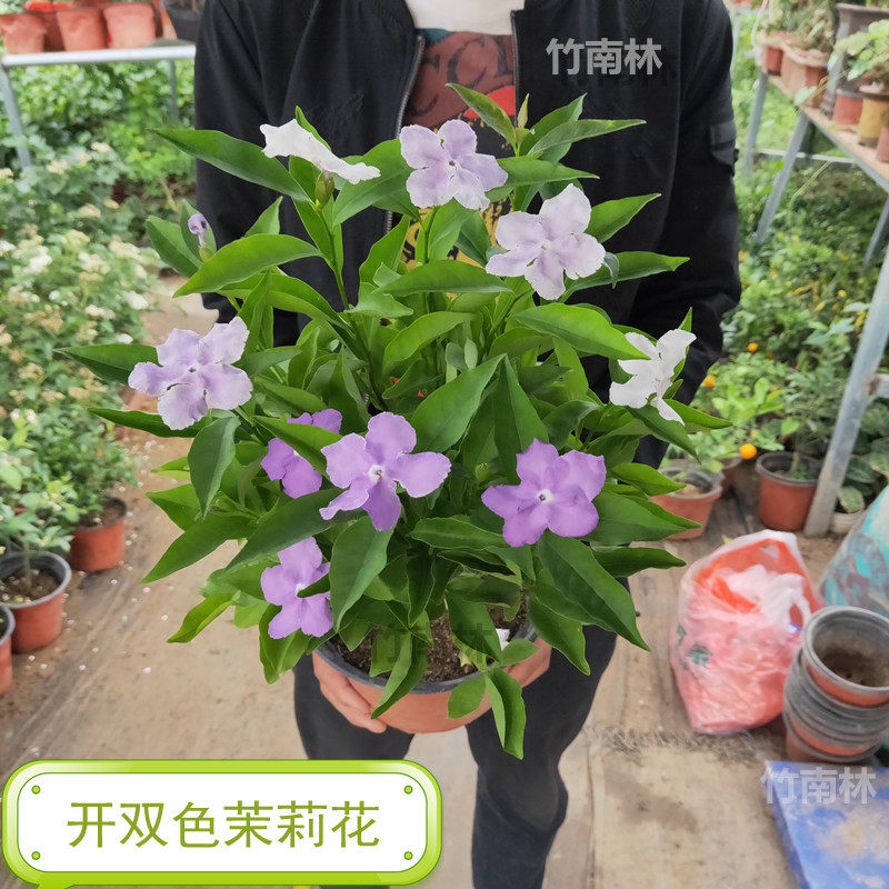 茉莉花苗 双色茉莉花苗盆栽鸳鸯茉莉花卉盆栽紫茉莉花浓香型带花