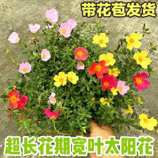 大叶太阳花盆栽带花阳台庭院宽叶阔叶单瓣太阳花混色宿根耐热耐晒